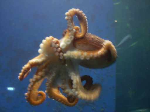 Inktvis in Ålesund aquarium