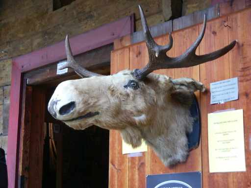 Kop van een eland