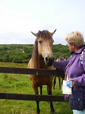 Pony in Connemara National Park