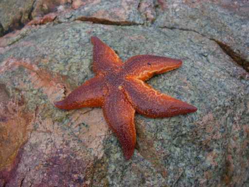 Zeester in Drøbak