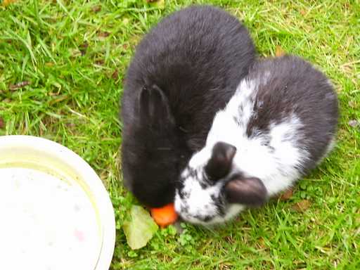 Rabbits in Dunlewey