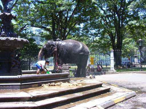 Olifant in Kandy