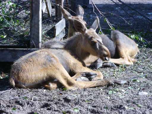 Moedereland in het Moosepark