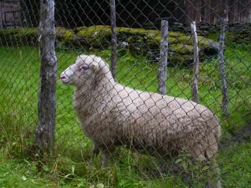Schaap in Voss