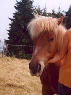 Lief paard