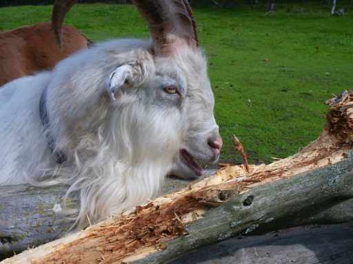 Bok in de Snippen Gård
