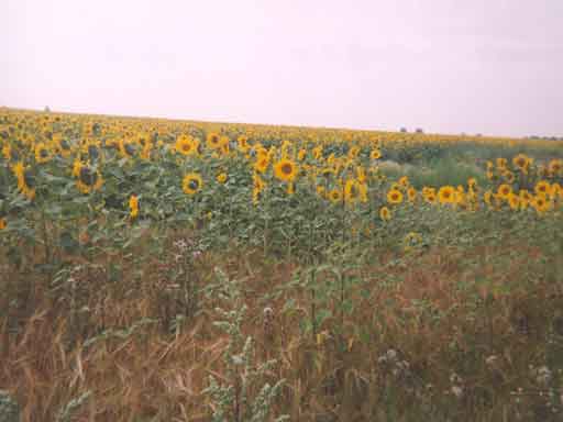 Veld met zonnebloemen