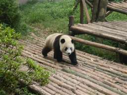 Pandabeer in het Pandapark in Chengdu